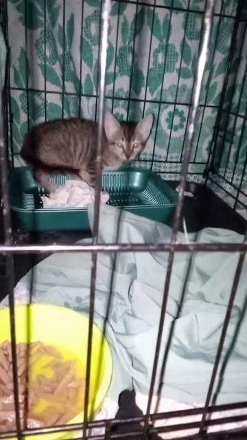 Приют взял котенка. Нельзя было оставлять в коробке на растерзание взрослым не кастрированным котам.