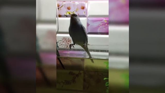 Волнистые попугаи Гоша и Снежка.