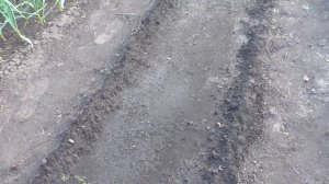 Всходы моркови