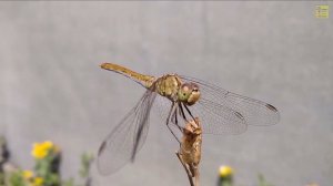 Стрекоза крупным планом