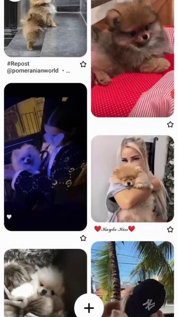 #шпиц#песня не подходящая❤❤❤ смотреть онлайн