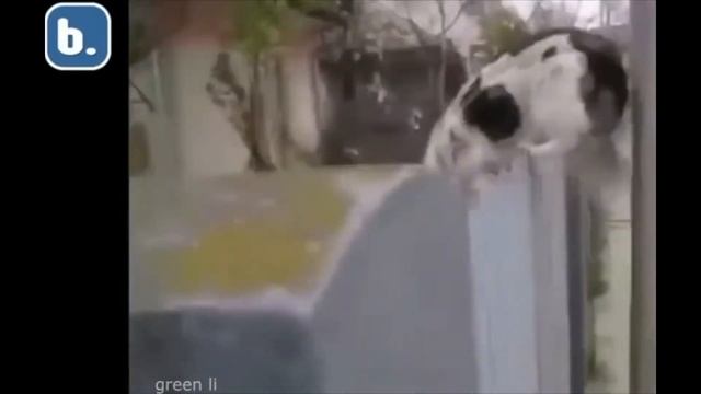 Кот и Собака в Джакузи - Веселое Видео Юмор - Подборка Приколов #18 смотреть онлайн