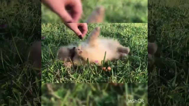 Щпиц Малышка Мэри. Смешное видео. Щенок шпица. На продажу. Померанский Шпиц. Зверята. Милое видео. смотреть онлайн