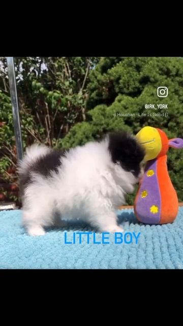 Шпиц мини на продажу шпиц puppy собака pomeranianmini pomeranianmoscow