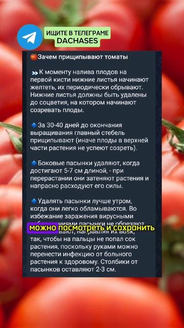 Спасаем помидоры в анамальную жару! #дача #сад #огород # смотреть онлайн