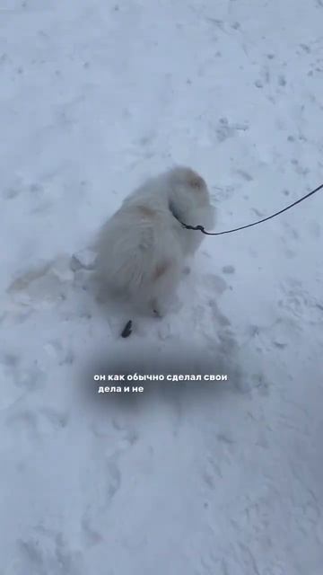 Бонди показал мне на улице это. Шпиц сериал. 3 серия #шпицалогия #бонди #пушистыйдруг #мем смотреть онлайн