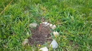 Дом у озера. Посадки. Малина: "Краса России" и "Гордость России".