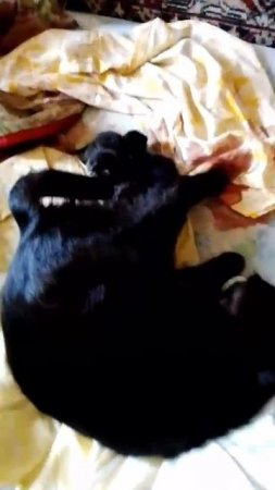 Она начала рожать в кустах под дождем. 
Видели люди,как беременную кошечку из сумки выбросила дама..