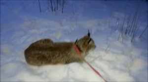 Рысь на прогулке, перевезли рысей в тепло,чтобы уши не мерзли.