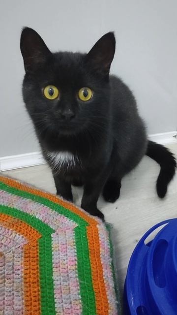 Главные герои котосериала "Спасённые тоже плачут" ищут дом. 89066278500 смотреть онлайн