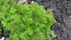 Первые всходы зелени