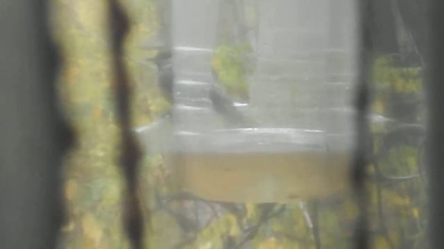 2015.10.26 Октябрь, птицы купаются :) смотреть онлайн