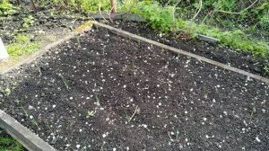 Сад. Лук порей. 15.05.2025