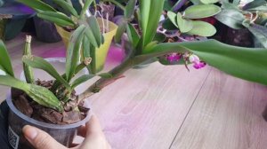 Орхидея Каттлея. Особенности ухода. Обзор и посадка. Ч?