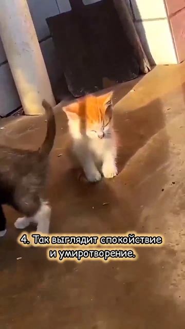 Не можешь успокоить оппонента - сядь на него #смешно #юмор #кошки #cat #animals #кот #смешныекошки