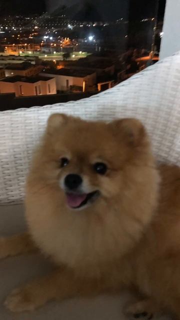 Померанский Шпиц￼ ￼Нани￼￼ смотреть онлайн