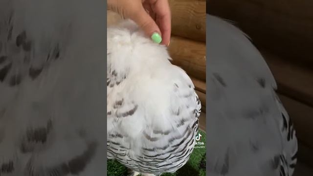 ооо❤️☺️ какая милоя совка❤️❤️❤️😍😍 смотреть онлайн