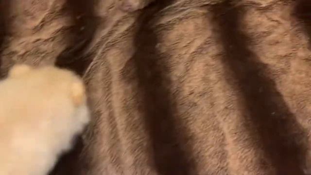 Доброе утро от наших щеночков. смотреть онлайн