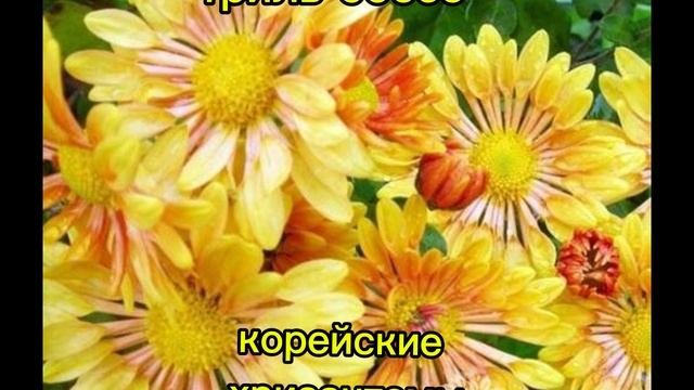 Хризантемы