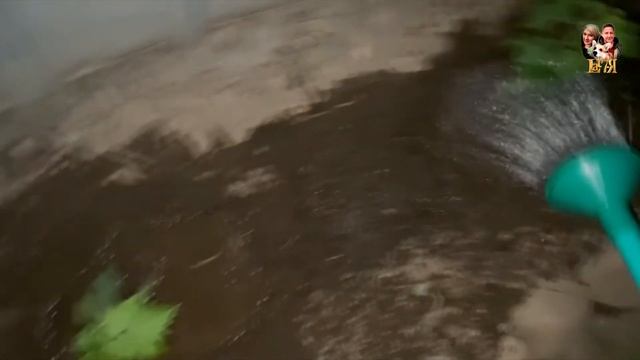 108! Д/влог ч.9: + 40, вооружена до зубов, горка из скал.камней, посадили виноград, арбузные томаты