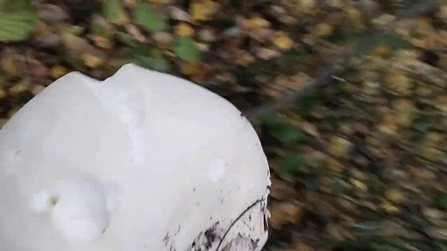 Дождевик в сентябре. смотреть онлайн