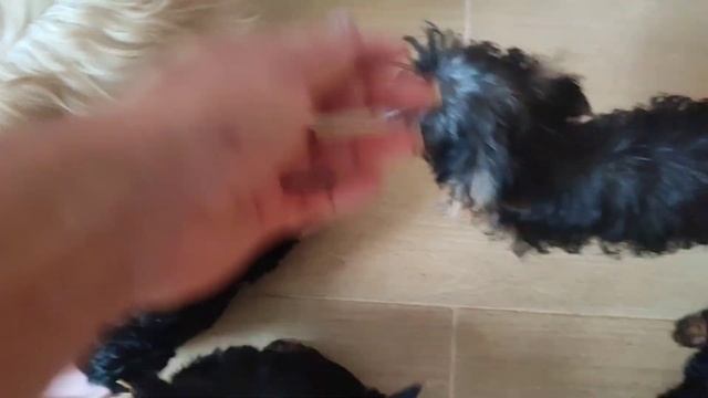 Наша милотакрасота заряд энергии и счастья Продажа щеночков Доставка по миру79788972514