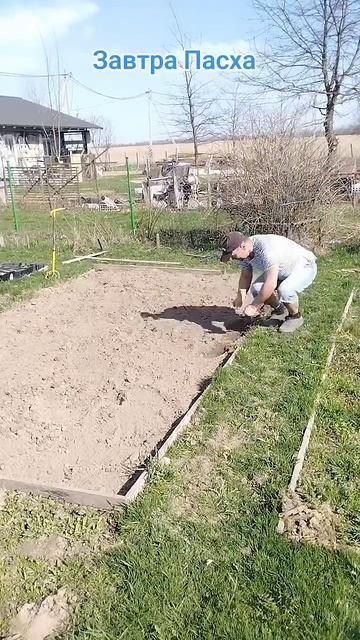 Как я сажаю лаванду что бы успеть до Пасхи)).#лаванда #п?