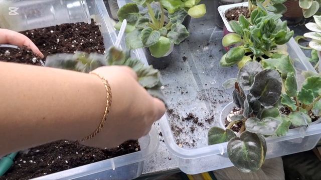 Фиалки. Пересадка деток на фитиль. смотреть онлайн