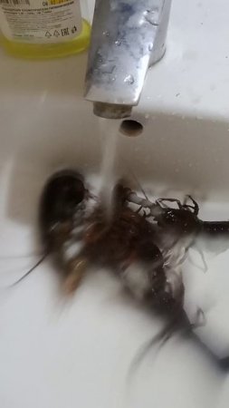 VID-20250515-WA0003.mp4