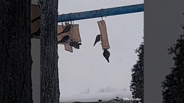 Снег метёт а птичкам хочется кушать.