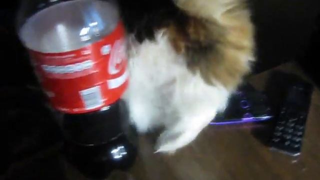 глупая кошка смотреть онлайн