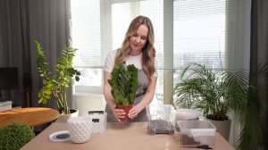 Пересадка и уход Замиокулькаса в домашних условиях