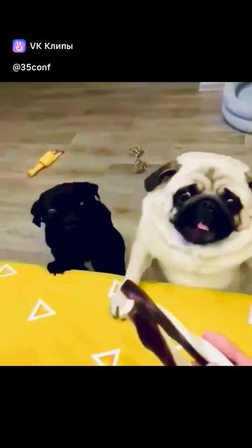 МОПСЫ дерутся за ВКУСНЯШКУ смотреть онлайн