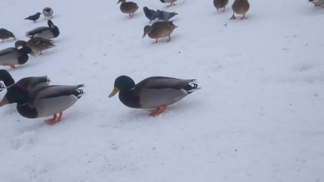 Уточки в Царицыно смотреть онлайн