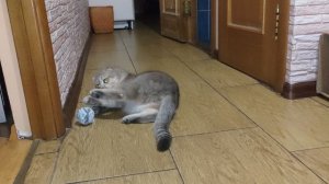 Микис. Игровой.