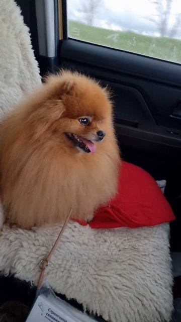 Мысльсобака шпиц spitz dogs pekingese пекинес dogshow pomeranian