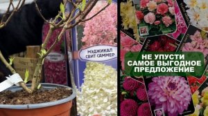 Финальная распродажа 2025