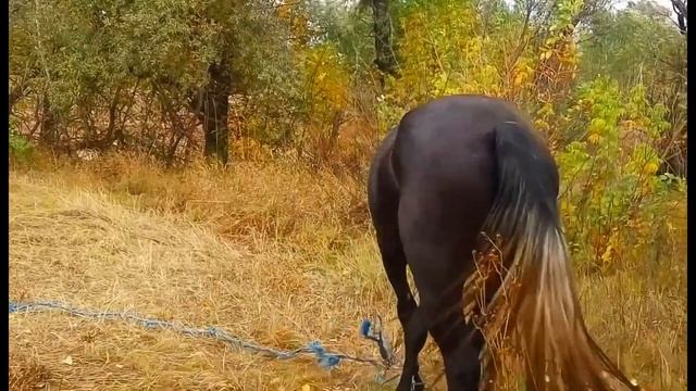 ФУТАЖИ ДЛЯ МОНТАЖА. Лошади 3 смотреть онлайн