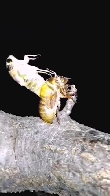 мотылек куда же ты летишь... смотреть онлайн