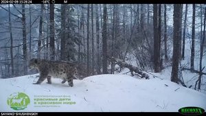 Саяно- шушенский заповедник. Снежный барс.