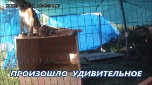 Рысь защищает вольер и делает массаж
