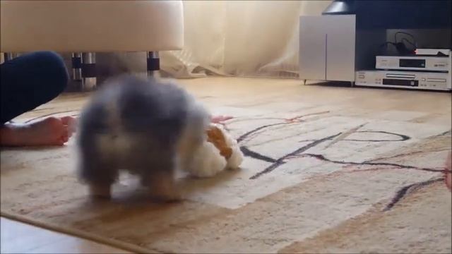 Ежик 2.5 месяца смотреть онлайн