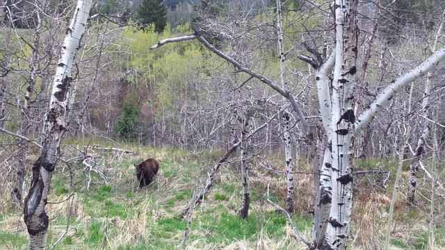 Миша среди дикой природы Канады смотреть онлайн