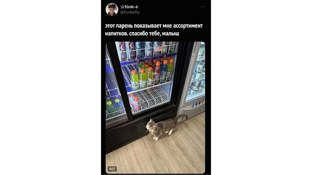 КОТ РЕАЛИСТ ))) | Приколы с котами | Мемозг 1519 смотреть онлайн