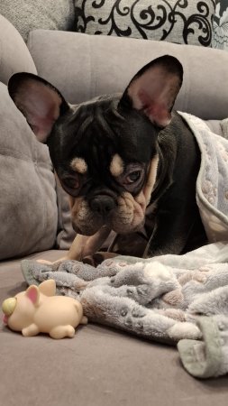 Лежим с бобром под столом я и он.... Французский бульдог, любовь, собаки 🐕 🐕🐕🐕