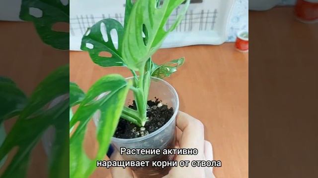 #МОНСТЕРА Адансона Минт🌿Из сухарика в красотку🍀Нар?