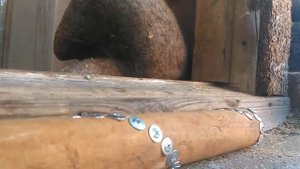 Как самому сделать эксклюзивную биту для игры в городки за 20 минут.