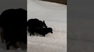 Собаки))смотреть до конца