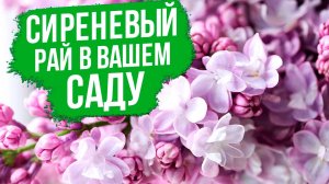 С этими советами вырастить сирень ПРОСТО! Лучшие сорта сирени для вашего сада.