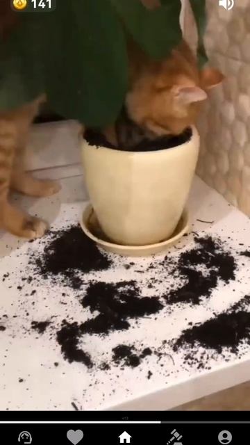 прикольно видео #mause смотреть онлайн